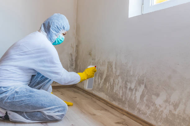 Licensed Mold Cleanup service in Paris, IL - WQB Mold Removal